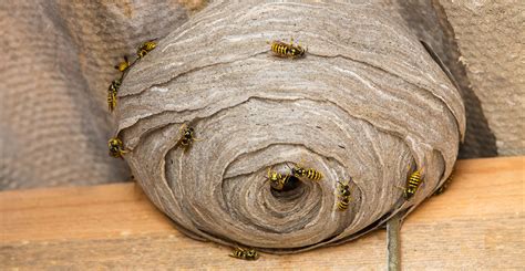 how do wasps make their nests